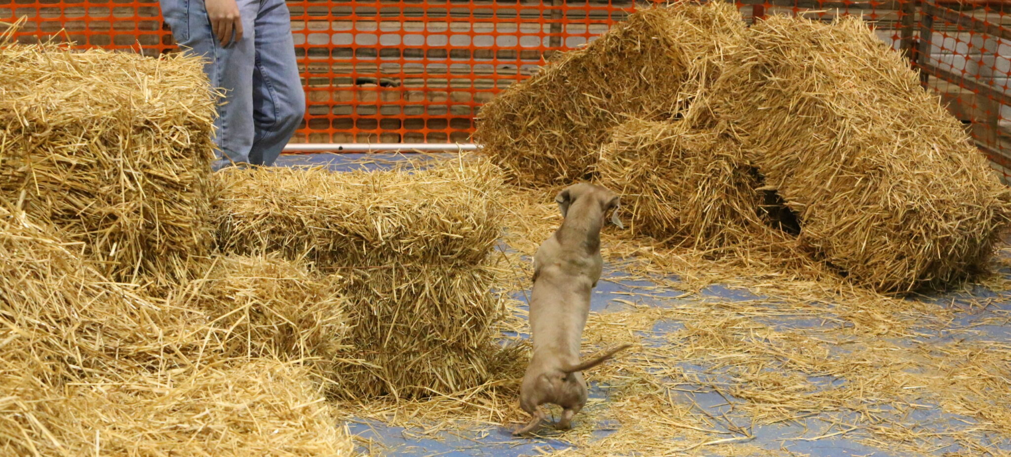 Barn Humnt Ribbons Barn Hunt